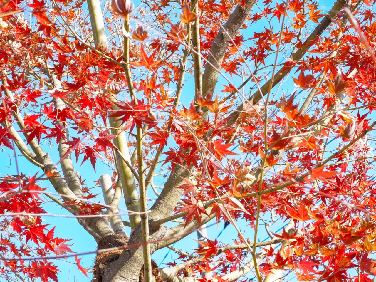 イロハモミジの紅葉